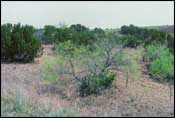 Photo of Mesquite-Juniper Shrub / Mesquite-Juniper Brush / Live Oak Brush; links to large photo.