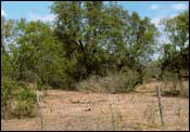 Photo of Mesquite-Live Oak-Bluewood Parks; links to large photo.