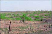 Photo of Mesquite Shrub/Grassland; links to large photo.
