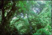 Photo of Pecan-Elm Forest; links to large photo.