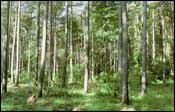 Photo of Pine-Hardwood Forest, Subtype 1; links to large photo.