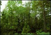 Photo of Pine-Hardwood Forest, Subtype 2; links to large photo.