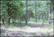Photo of Photo of Pine-Hardwood Forest, Subtype 3; links to large photo.