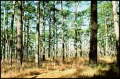 Photo of Pine-Hardwood Forest, Subtype 4; links to large photo.