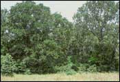 Photo of Post Oak Woods, Forest and Grassland Mosaic; links to large photo.