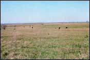 Photo of Silver Bluestem-Texas Wintergrass Grassland; links to large photo.