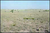 Photo of Tobosa-Black Grama Grassland; links to large photo.
