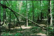 Photo of Willow Oak-Water Oak-Blackgum Forest; links to large photo.