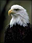 Area 11 -- Bald Eagle