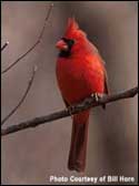 Area 12 -- Northern Cardinal; Photo Courtesy Bill Horn