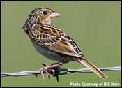 Area 13 -- Grasshopper Sparrow; Photo Courtesy Bill Horn