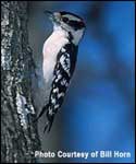 Area 17 -- Downy Woodpecker; Photo Courtesy Bill Horn