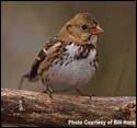 Area 20 -- Harris's Sparrow; photo courtesy Bill Horn