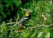Area 25 -- Golden-cheeked Warbler