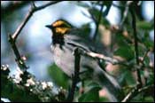 Area 26 -- Golden-cheeked Warbler
