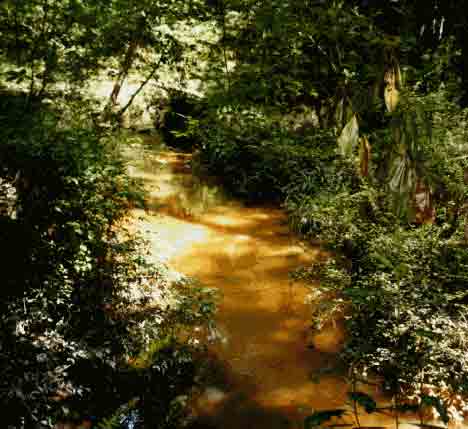 Big Creek at the Big Creek Scenic Area