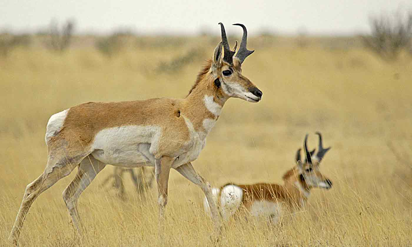 Pronghorn — Texas Parks & Wildlife Department