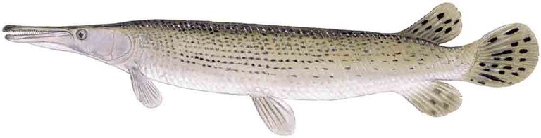 Alligator gar