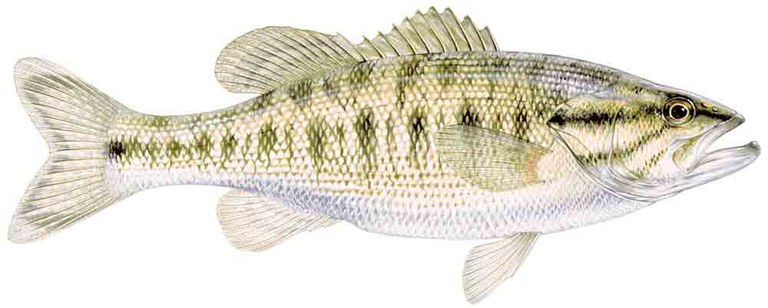 Illustrated Guadalupe bass