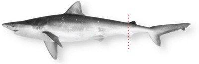 Atlantic-sharpnose-shark.jpg
