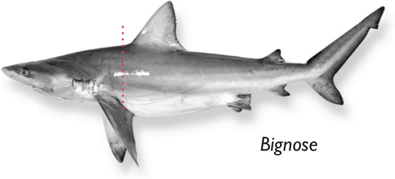 Bignose-shark.jpg