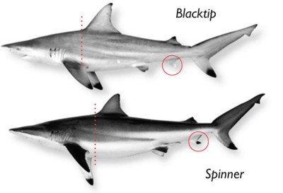 Shark Species Size Chart