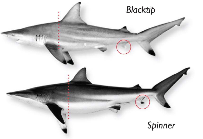 Blacktip-spinner.jpg