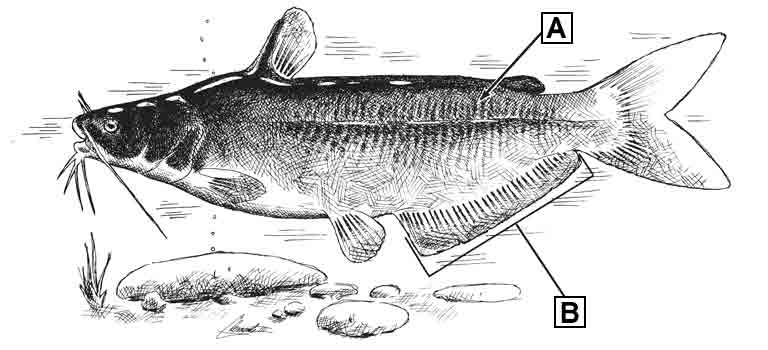 blue-catfish-id-diagram.jpg
