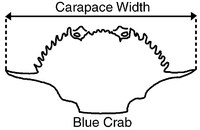measure a blue crab by carapace width