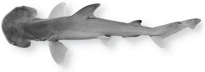 bonnethead-shark.jpg