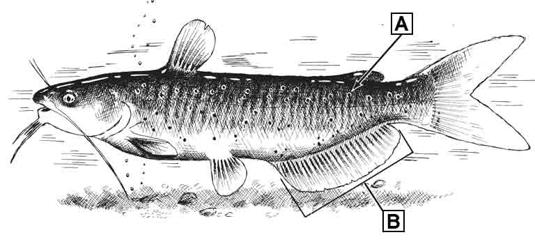 channel-catfish-id-diagram.jpg