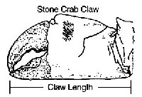  Diagram showing proper measurement of stone crab claw