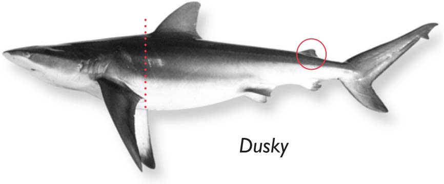 Dusky-shark.jpg