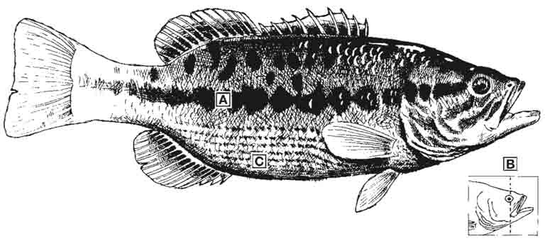 guadalupe-bass-id-diagram.jpg