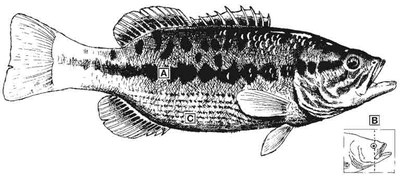 guadalupe-bass-id-diagram.jpg