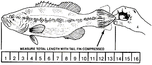 How to measure fish - fin compressed