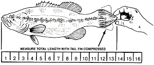 How to Measure a Fish — Koaw Nature