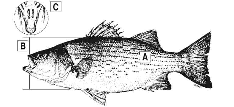 hybrid striped bass drawing