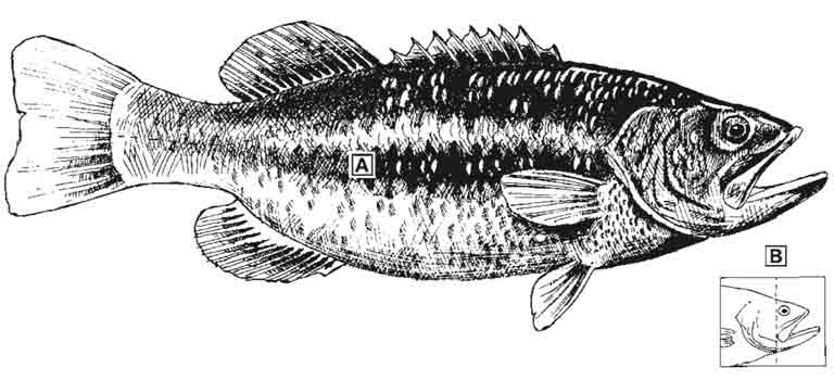 largemouth-bass-id-diagram.jpg