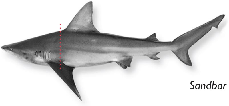 Sandbar-shark.jpg