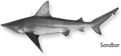 Sandbar-shark.jpg