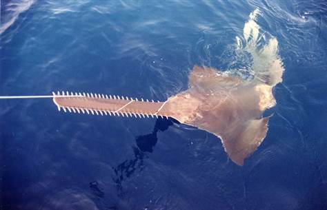 sawfish caught in fishing line