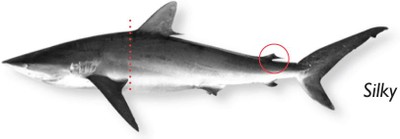 Silky-shark.jpg