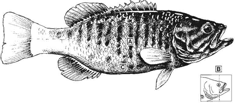 smallmouth-bass-id-diagram.jpg