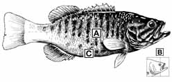 smallmouth3.jpg