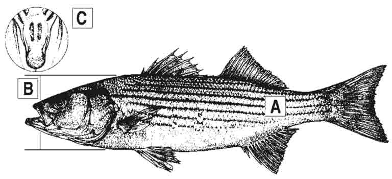 striped-bass-id-diagram.jpg