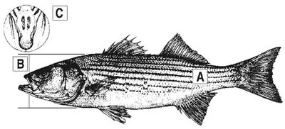 striped-bass-id-diagram.jpg