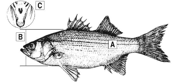 white-bass-id-diagram.jpg