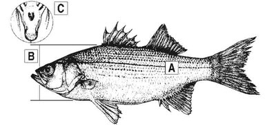 white-bass-id-diagram.jpg