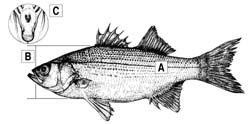 whitebass.jpg